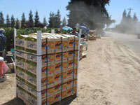 Grape Harvest 2007 5