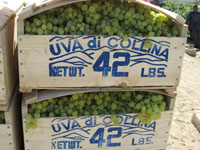Grape Harvest 2007 9