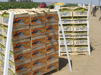 Grape Harvest 2007 10