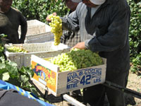 Grape Harvest 2007 11